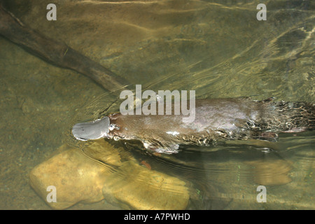 Schnabeltier, Ente – abgerechnet Platypus (Ornithorhynchus Anatinus), Schwimmen an der Oberfläche, Australien, Victoria Stockfoto