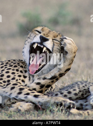 Gepard (Acinonyx Jubatus), Gähnen, Porträt, Frontal, Kenia, Masai Mara Stockfoto