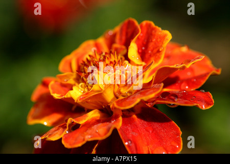 Seitenansicht der Ringelblume Stockfoto