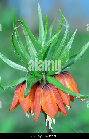 Fritillaria Imperalis Rubra Maxima Blume hautnah. Stockfoto
