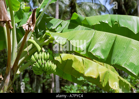 Grüne Bananen wachsen. Bintan Island, Indonesien. Stockfoto