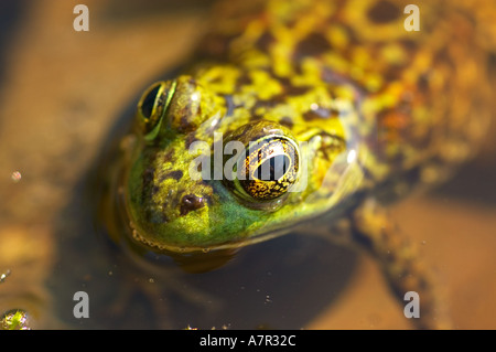 New Brunswick Botanischer Garten, Edmundston, New Brunswick, Kanada Stockfoto