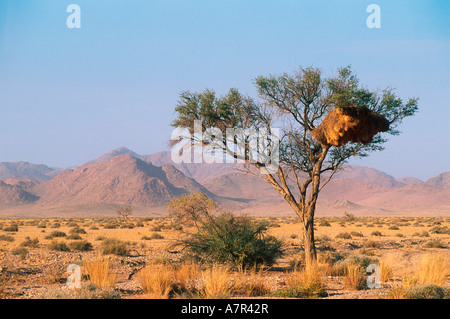 Ein Baum mit einem kommunalen Weber Nest vor dem Hintergrund der Berge Sossusvlei Namib-Wüste in der Nähe von Sesriem Namibia Stockfoto