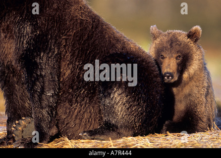 Alaska Katmai Nationalpark, Ursus Arctos, aka Brown Bear Cub sucht den Schutz seiner Mutter grizzly Stockfoto