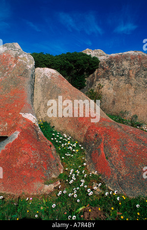 Gänseblümchen wachsen in einen Spalt zwischen zwei großen Felsen Findlinge Westküste Südafrika Stockfoto