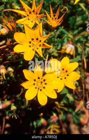 Gelbe Blumen Gazanien Lichtensteinii in der Nähe von Kokerboomkloof in der Richtersveld North Western Cape Südafrika Stockfoto