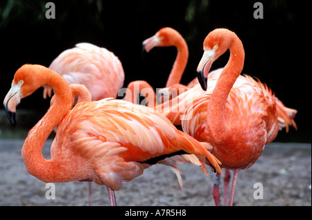 Frankreich, Haut Rhin, Mulhouse, botanische und zoologische Park, rosa flamingos Stockfoto