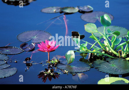 Philippinen (Filipino), Mindanao Insel, Lake Sebu Lotusblüte Stockfoto