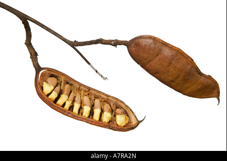 Schotia Brachypetala weinend Boer Bohnensamen in einer Samenkapsel Nelspruit Mpumalanga Südafrika Stockfoto