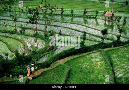 Indonesien, Insel Bali, Indonesien, Bali Insel Reis Plantagen in Terrassen in der Gegend von Tirtagangga Stockfoto
