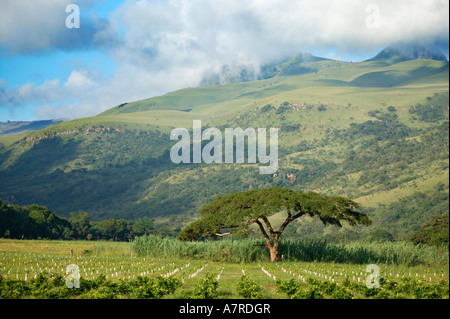 Ein Regenschirm geformt Acacia Sieberana wachsen in einem Obstgarten im Schoemanskloof Valley in Mpumalanga Stockfoto