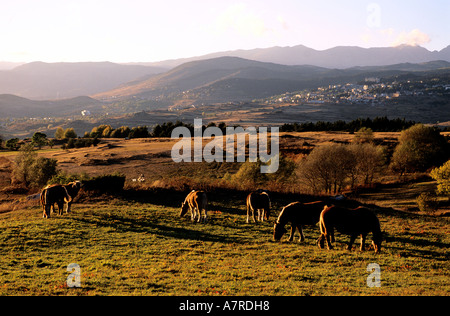 Frankreich, Pyrenäen Orientales, Kühe in der Wiese auf die Hochebene Cerdagne Stockfoto