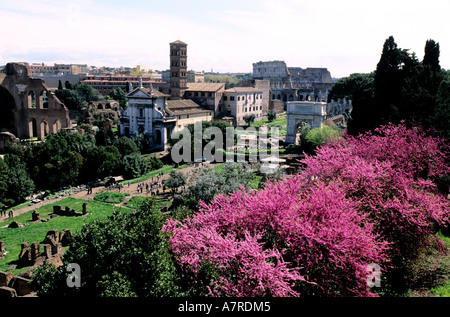 Italien, Latium, Rom, das römische Forum Stockfoto