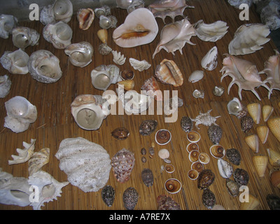 Eine Auswahl an Muscheln zum Verkauf als touristische Souvenirs in Bazaruto Island Area Mosambik Stockfoto