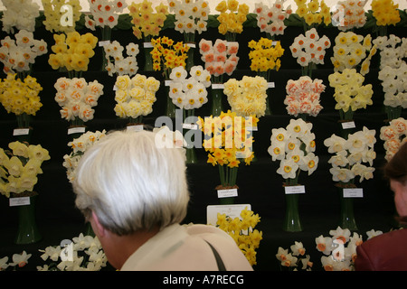 Königliche Gartenbau Gesellschaft Spring Flower Show Bute Park Cardiff Stockfoto