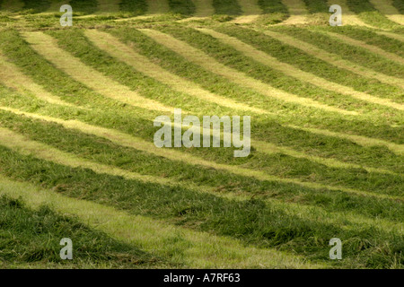 Frisch geschnittene Heu liegen in einem Feld in der frühen Abendsonne Stockfoto