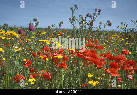 Mohn und anderen landwirtschaftlichen Unkräutern in einem Bauern Feld in East Sussex England Stockfoto