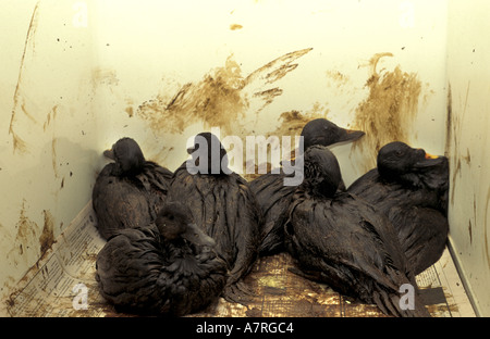 Velvet Scoter Enten in Rescue Center Käfig nach Meer Kaiserin Ölpest Stockfoto