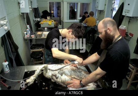 Höckerschwan im Rescue Center Krankenhaus Reinigung, nach Meer Kaiserin Ölaustritt Südwales Stockfoto