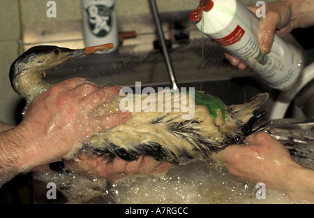Reinigung rote throated Taucher im RSPCA Krankenhaus nach Meer Kaiserin Ölaustritt in Süd-wales Stockfoto