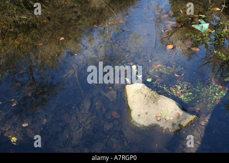 Teich in Fossil Grove an der Victoria Park, Glasgow, Schottland, Großbritannien. Stockfoto