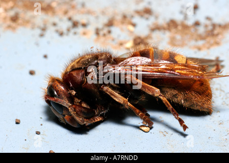 Tot und mumifizierten Königin Wespe Stockfoto