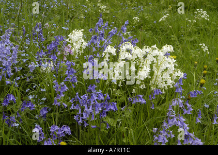 Glockenblumen in Badbury Holz Stockfoto