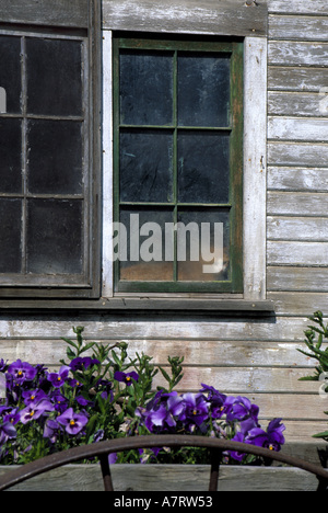 N.a., USA, Washington, Whitman County in der Nähe von Uniontown. Alte Scheune mit Katze im Fenster mit Blumen gepflanzt in Wagen. PR (MR) Stockfoto