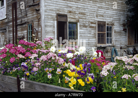 N.a., USA, Washington, Whitman County in der Nähe von Uniontown. Alte Scheune mit Katze im Fenster mit Blumen gepflanzt in Wagen. PR (MR) Stockfoto