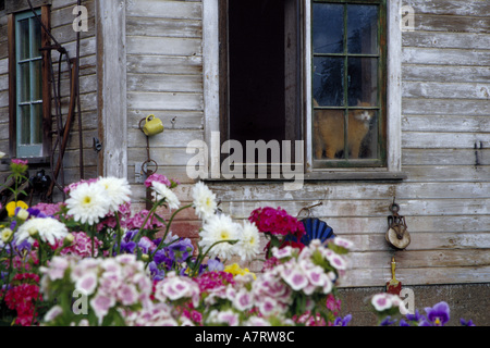 N.a., USA, Washington, Whitman County in der Nähe von Uniontown. Alte Scheune mit Katze im Fenster mit Blumen gepflanzt in Wagen. PR (MR) Stockfoto