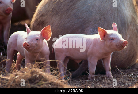 Zwei Ferkel auf Stroh im Schweinestall Stockfoto