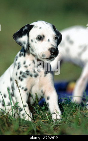 Nahaufnahme des Welpen sitzen im Feld Stockfoto