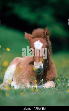 Pferdefohlen ruhen im Feld Stockfoto