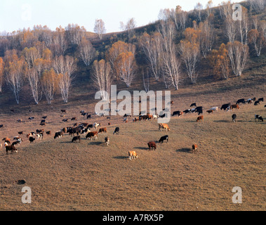 Erhöhte Ansicht der Kuhherde im Feld, China Stockfoto