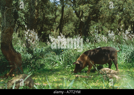 Schwein auf Nahrungssuche im Bereich Giara Di Gesturi, Sardinien, Italien Stockfoto