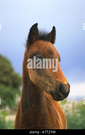 Nahaufnahme des Pferdes Gesichts, Giara Di Gesturi, Sardinien, Italien Stockfoto