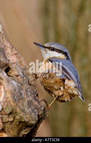 Nahaufnahme der eurasische Kleiber (Sitta Europaea) Vogel Sitzstangen auf Baumstumpf Stockfoto