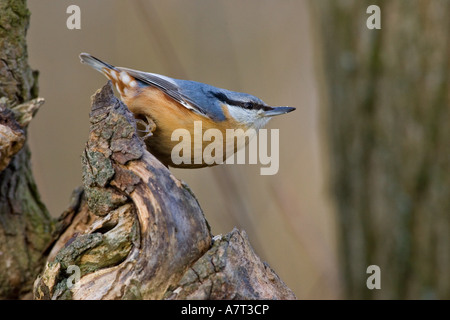 Nahaufnahme der eurasische Kleiber (Sitta Europaea) Vogel Sitzstangen auf Baumstumpf Stockfoto