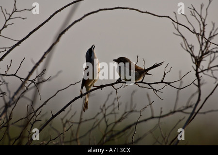 Silhouette der beiden Neuntöter (Lanius Collurio) Vögel hocken auf Ast Stockfoto