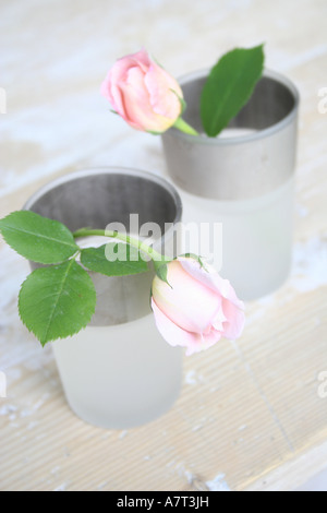 Nahaufnahme von zwei Rosen in Vasen Stockfoto