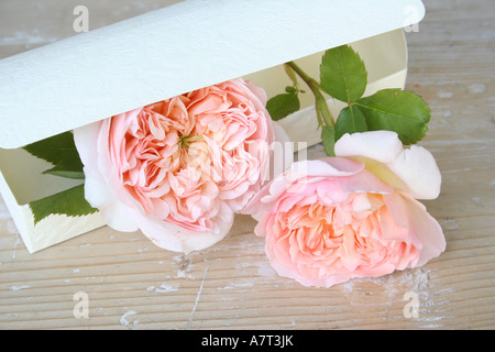 Blumen in einem Paket, erhöhten Blick Stockfoto