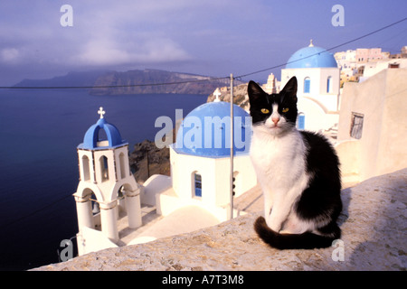 Griechenland, Kykladen, Santorini Island, eine Katze im Dorf Oia Stockfoto