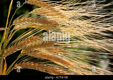 Nahaufnahme der Ähren Stockfoto