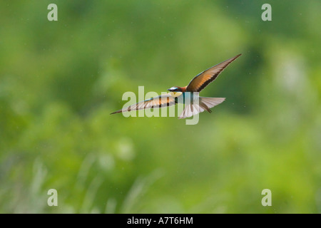 Baum-Spatz Vogel im Flug Stockfoto