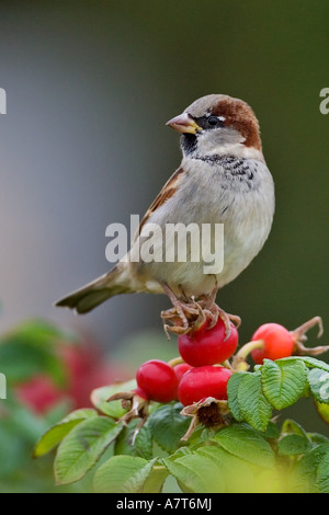 Nahaufnahme des eurasischen Baum Spatz (Passer Montanus) auf berry Stockfoto