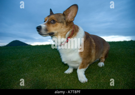 Bild von einem walisischen Cardigan Corgi auf einem Hügel Stockfoto