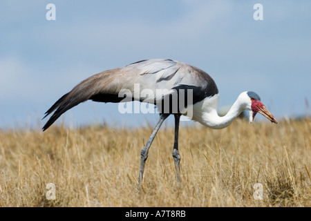 Flecht-, Kranich (Grus Carunculatus), Bale Mountains, Äthiopien, Afrika Stockfoto