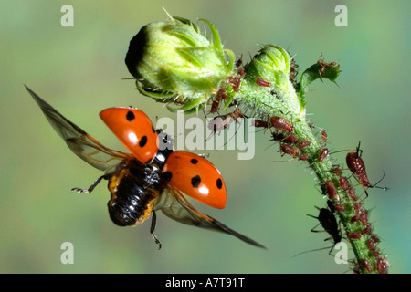 Nahaufnahme der sieben-Punkt-Marienkäfer (Coccinella Septempunctata) fliegen in der Nähe von bud Stockfoto
