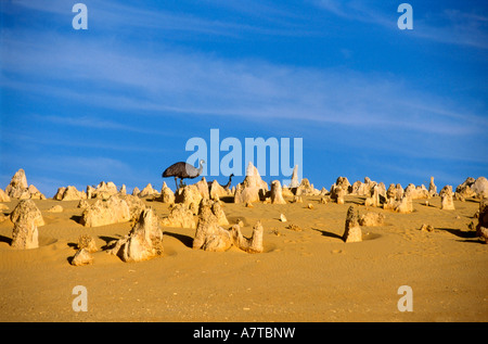 Zwei Strauß in Pinnacles Wüste Nambung National Park, Australien Stockfoto