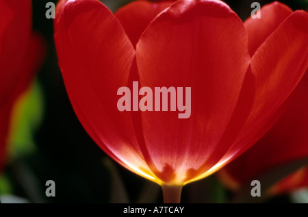 Nahaufnahme einer Tulpe Stockfoto